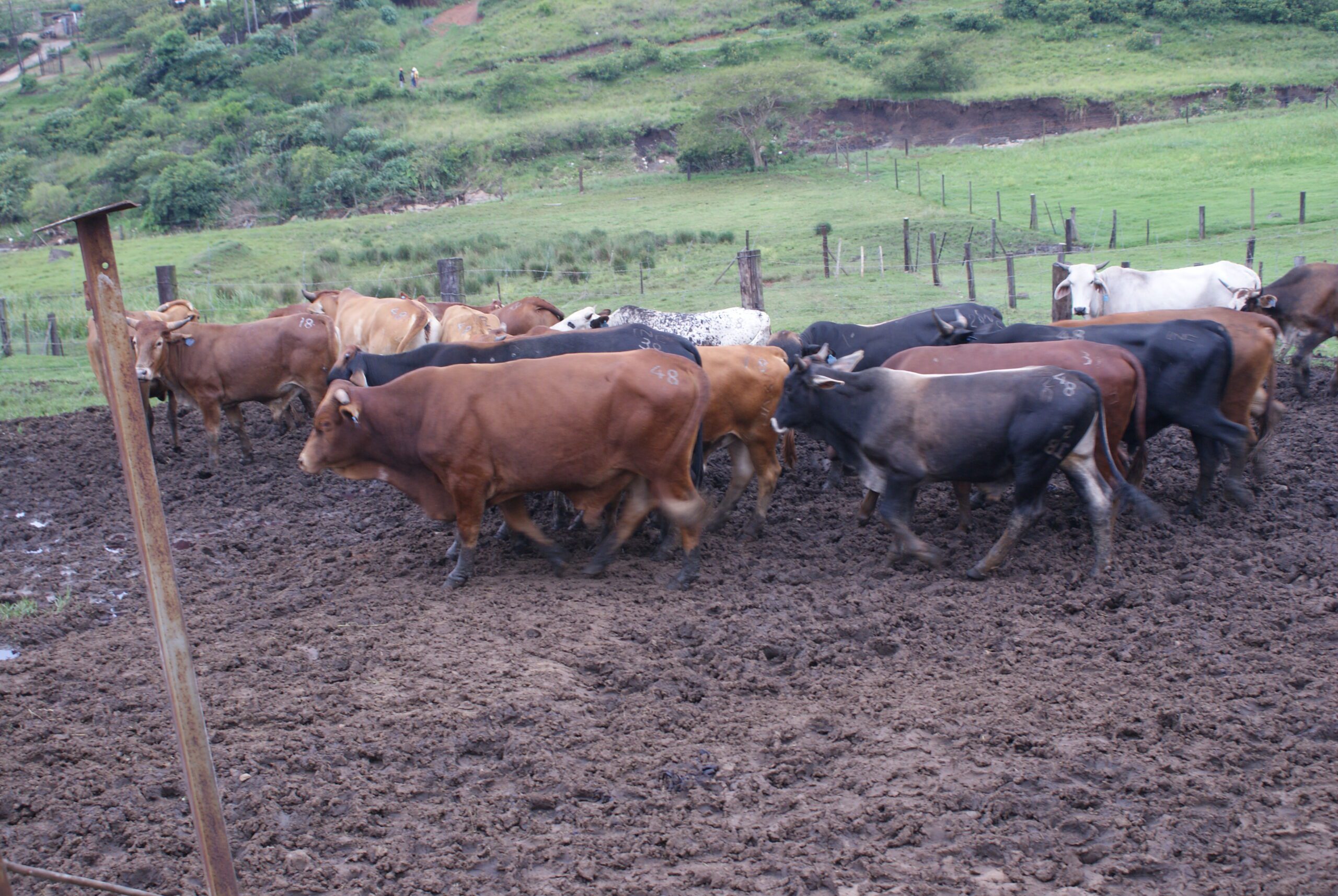 Community Farm Projects